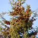 Brandon Cone Photo 26