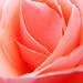 Heath Rose Photo 30