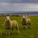 Jonathan Wicks Photo 27