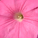 Michelle Rosado Photo 38