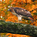 Lisa Nelson Photo 46
