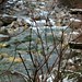 Lynn Bush Photo 39
