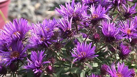 Vera Aster Photo 10
