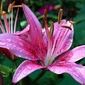 Lily Zhu Photo 14