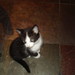 Tony Smalls Photo 35