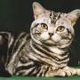 Juan Gato Photo 19