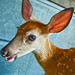 Martha Deer Photo 17