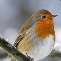 Robin Bird Photo 2