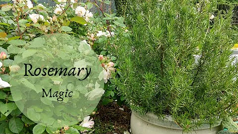 Rosemary Power Photo 16