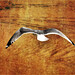 Gayle Delaney Photo 21