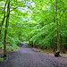 Trent Wood Photo 38