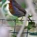 Don Robin Photo 24