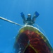 Suzanne Farnsworth Photo 27