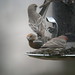 Michelle Finch Photo 41