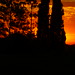 Dawn Bright Photo 31