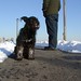 Glen Pappas Photo 16