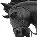 Stephen Corsi Photo 15