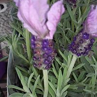 Cherie Hodges Photo 7
