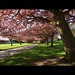 Cherry Dawson Photo 10