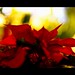 Mark Denis Photo 33