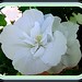 Sharon Shear Photo 21