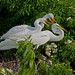 Kevan Young Photo 22
