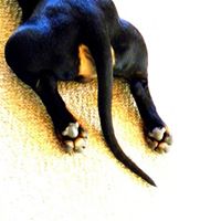 Oscar Murray Photo 1