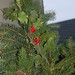 Holly English Photo 39