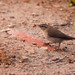 Jill Wren Photo 23