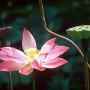 Janice Lowe Photo 25