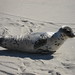 Keith Seal Photo 23