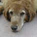 Maxine Golden Photo 12