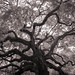 Dustin Oaks Photo 25