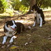 Lori Cope Photo 33