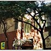 Gordon Atwood Photo 15