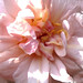 Cecil Rose Photo 29