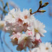 Marie Bunch Photo 27