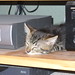 Mildred Stanley Photo 33