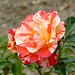Alfred Rose Photo 33