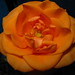 Delores Rose Photo 29