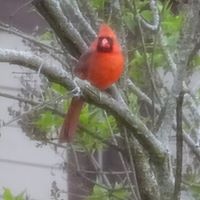 Pamela Mcneely Photo 7