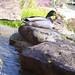 Ricky Mallard Photo 20