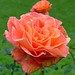 Rose Valentin Photo 36