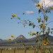 Susan Bisbee Photo 19
