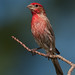 Linda Finch Photo 23