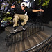 Brian Baca Photo 41