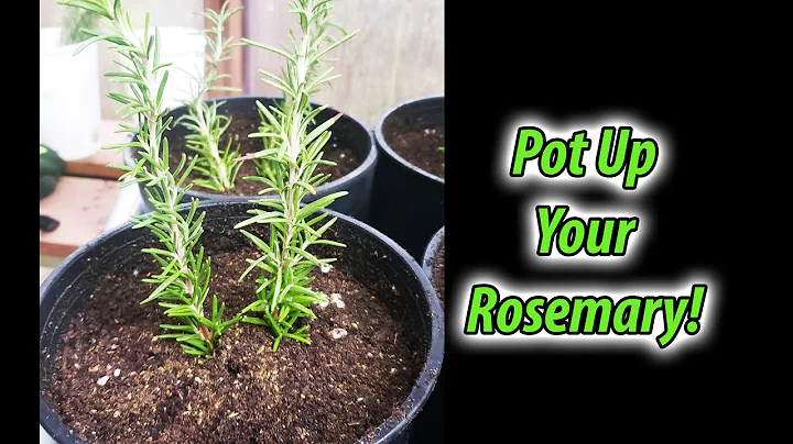 Rosemary Pote Photo 10