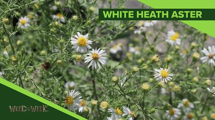 Heath White Photo 30