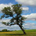 Mary Bullis Photo 19