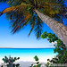 John Palm Photo 36